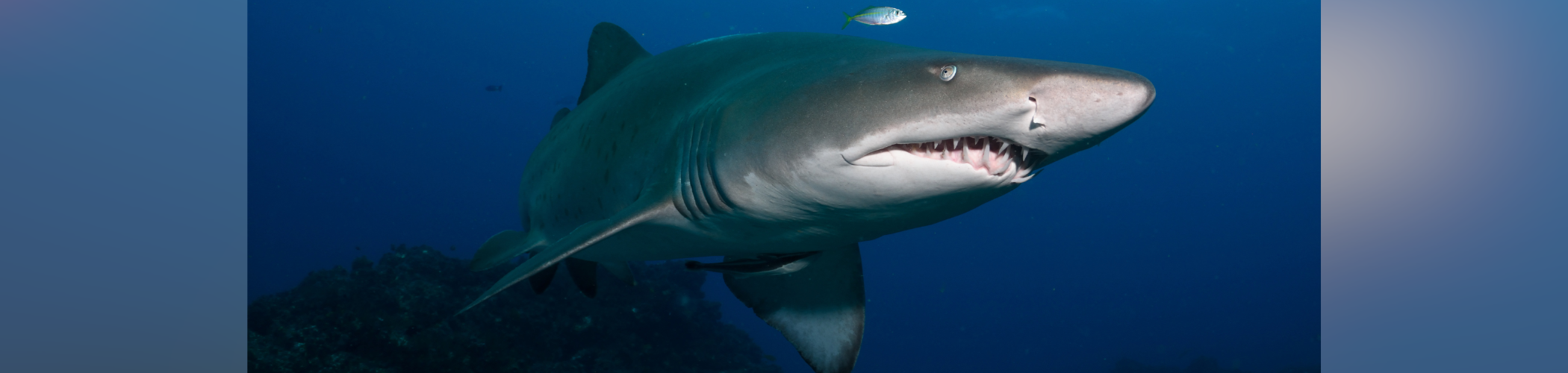 Nature Matters - Sharks.png